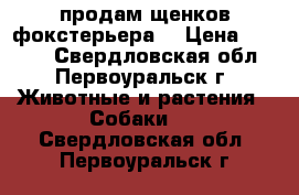 продам щенков фокстерьера  › Цена ­ 5 000 - Свердловская обл., Первоуральск г. Животные и растения » Собаки   . Свердловская обл.,Первоуральск г.